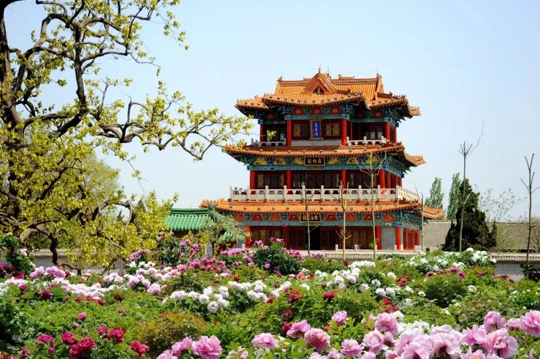 01曹州牡丹园不容错过的赏花之地02/讲菏泽/如今,朵朵盛开的牡丹在