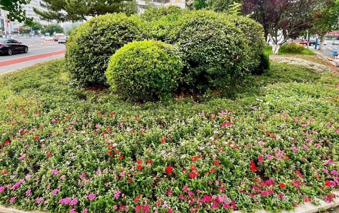 16万！藏不住了，威海有了“行走的花海”！