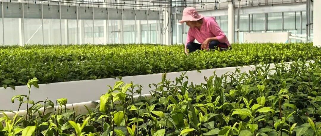 一周农讯速览｜看山东春茶如何闯出产业新路；威海临港大棚樱桃“抢鲜”上市