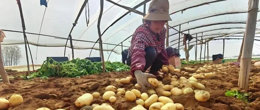 全国土豆的价格风向标，藏在这个鲁南小城里