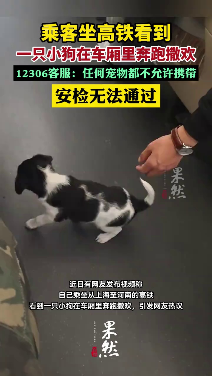 乘客坐高铁看到一只小狗在车厢里奔跑撒欢，12306客服：任何宠物都不允许携带
