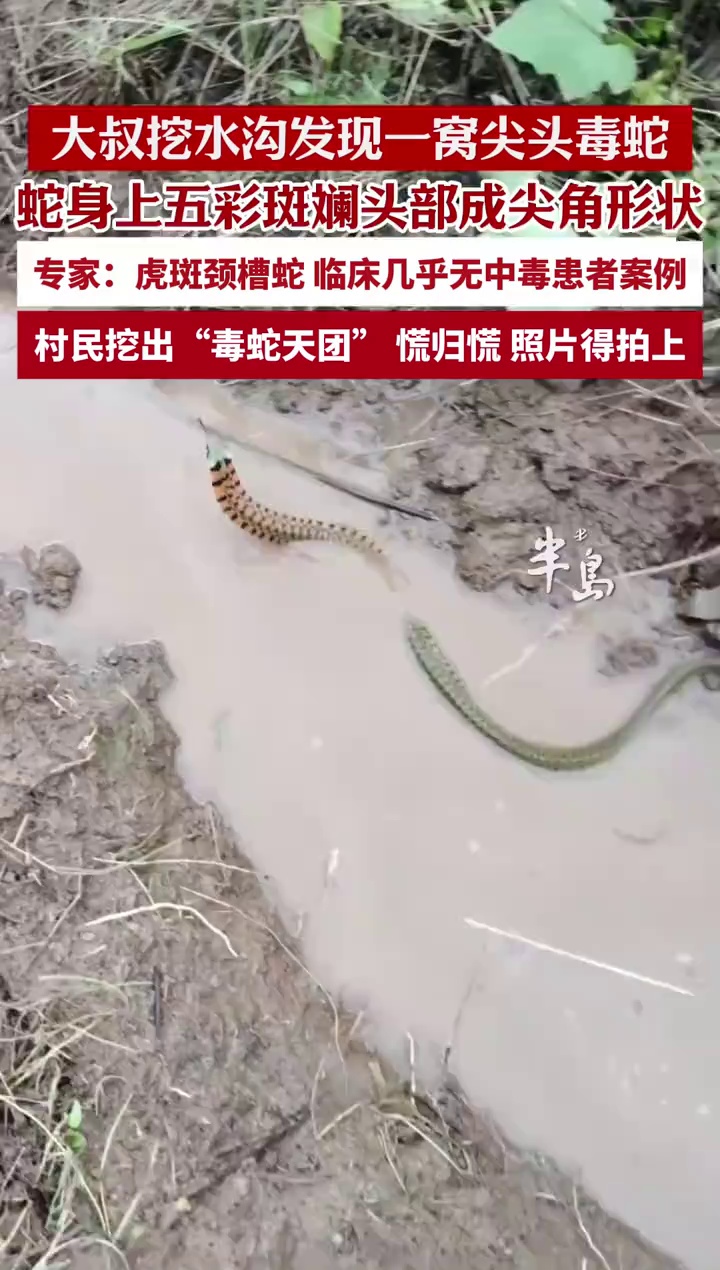 青岛大叔挖水沟挖出“毒蛇天团”，专家：虎斑颈槽蛇，毒腺位置较深，临床几乎无中毒患者