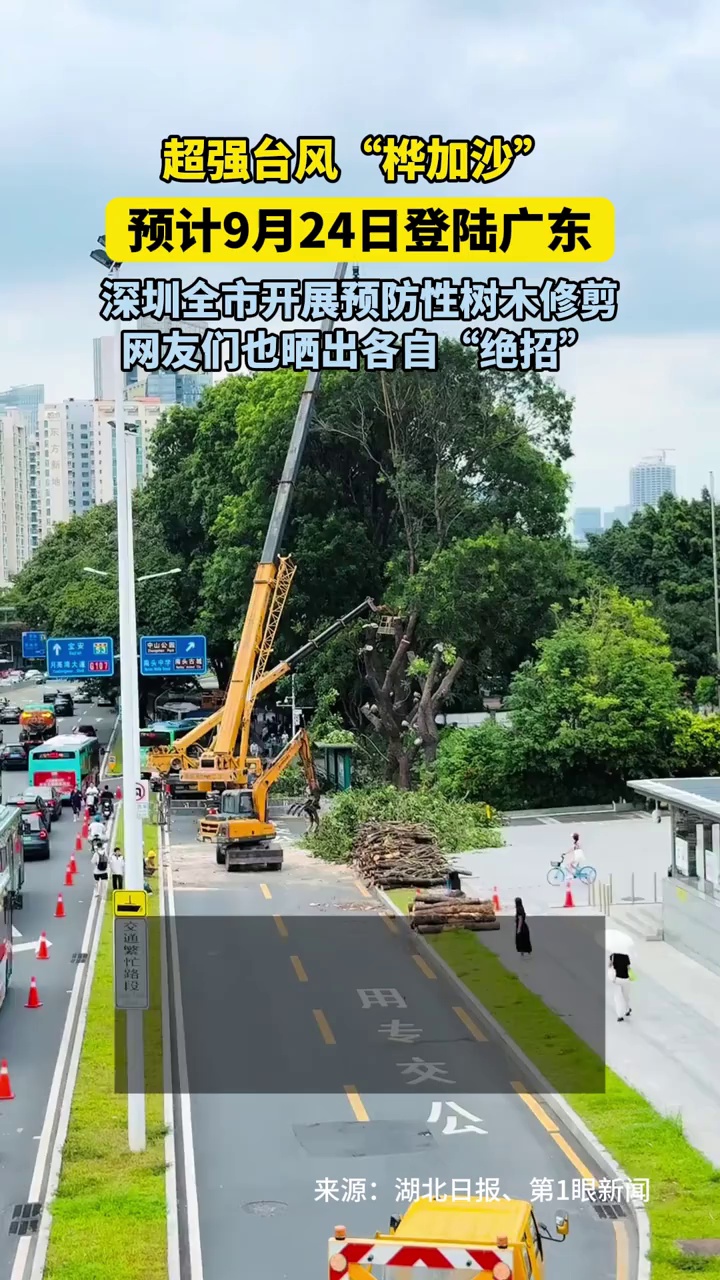 应对超强台风！深圳全市开展预防性树木修剪，网友们也晒出各自“绝招”