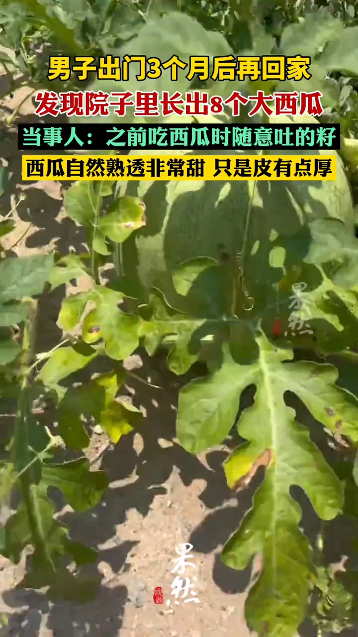 男子吃瓜随意吐籽数月后收获西瓜园（南国都市报、经视直播）