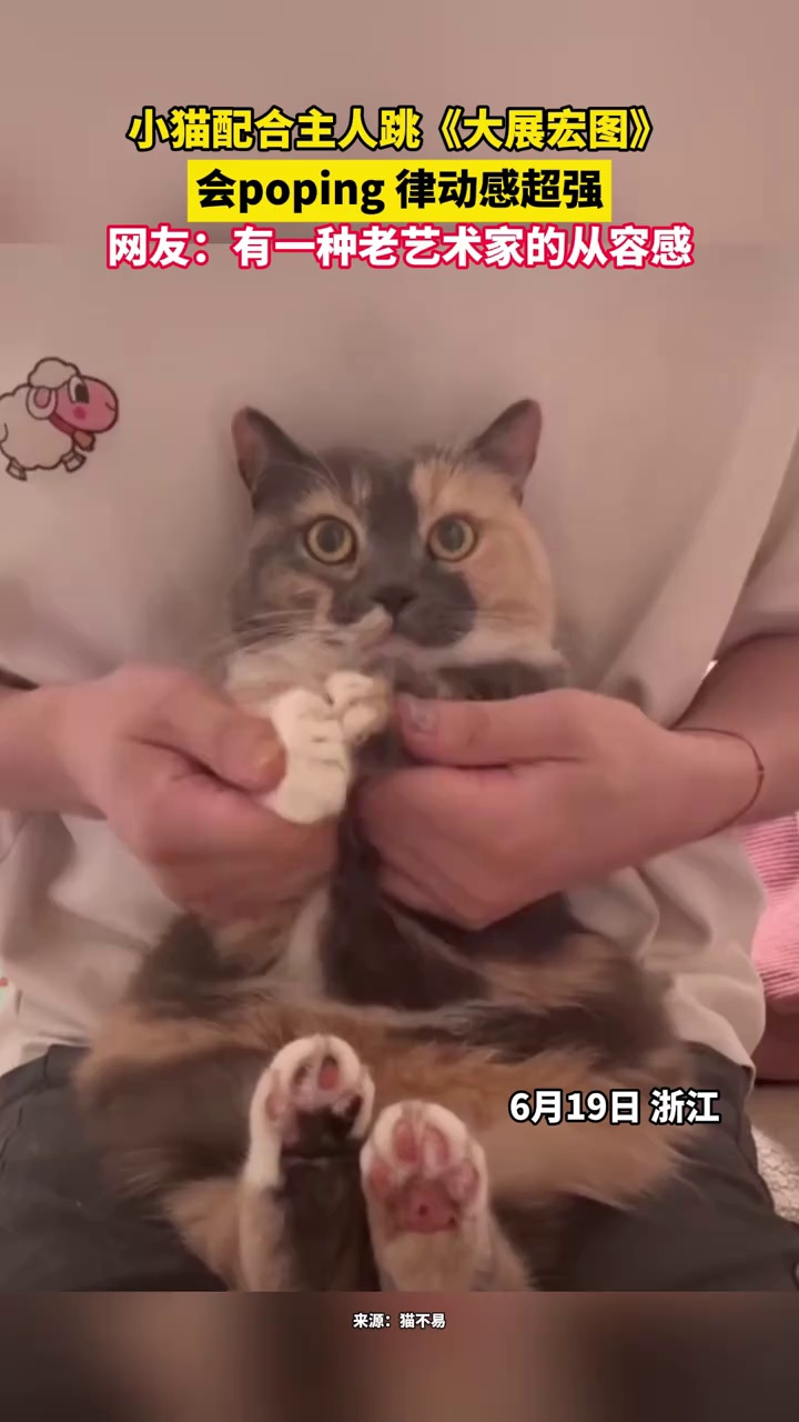 小猫配合主人跳《大展宏图》，会poping律动感超强，网友：有一种老艺术家的从容感！