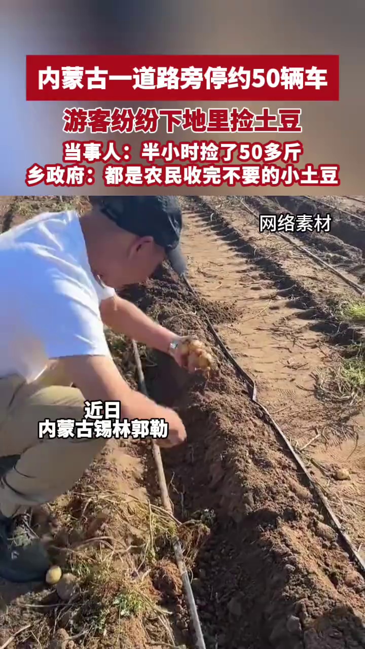 内蒙古一道路旁停约50辆车，游客纷纷下地里捡土豆，乡政府：都是农民收完不要的小土豆