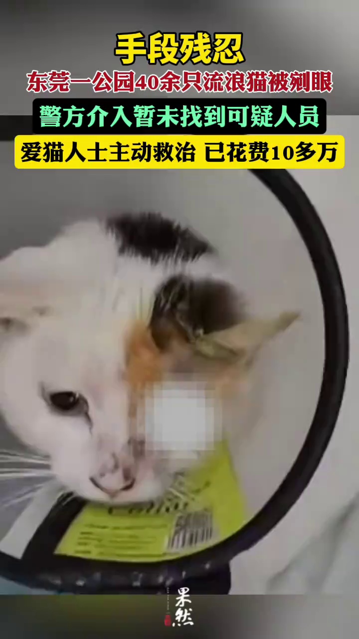 手段残忍！东莞一公园40余只流浪猫被剜眼，警方介入暂未找到可疑人员。