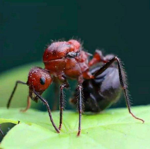 野人山蚂蚁图片
