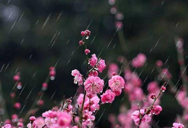 春分时节雨纷飞图片