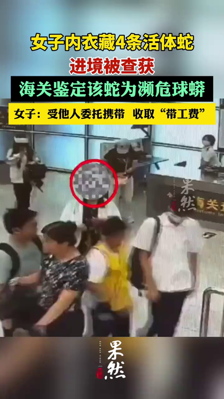 女子内衣藏4条活体蛇进境被查获。（新京报）