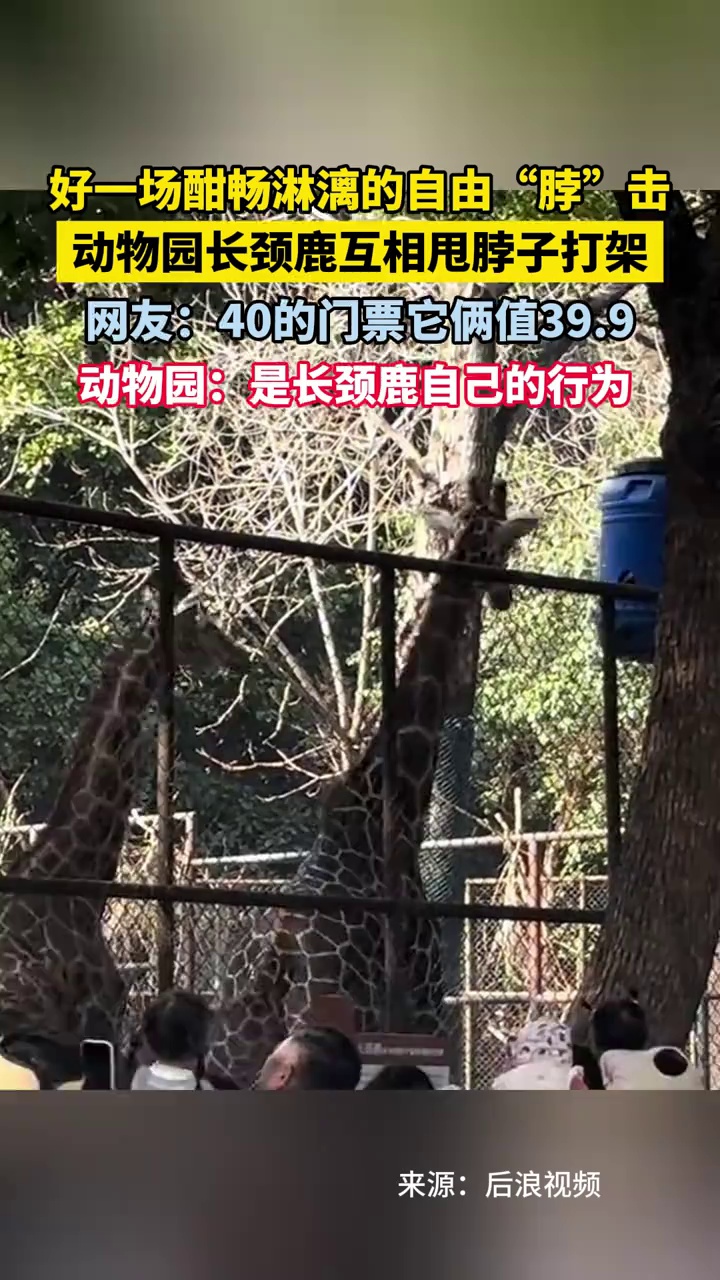 好一场酣畅淋漓的自由“脖”击，动物园长颈鹿互相甩脖子打架，网友：40的门票它俩值39.9