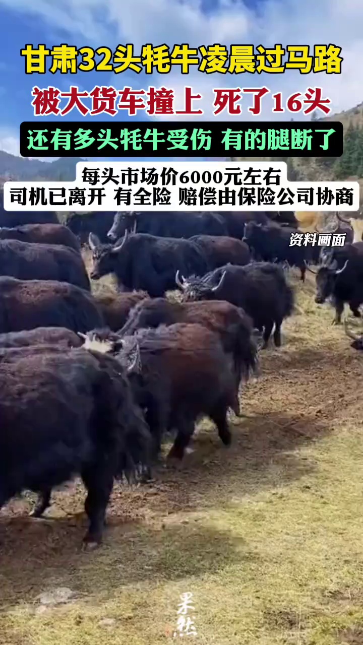 甘肃32头牦牛凌晨过马路被大货车撞上，交警：死了16头，每头市场价6000元左右（极目新闻）