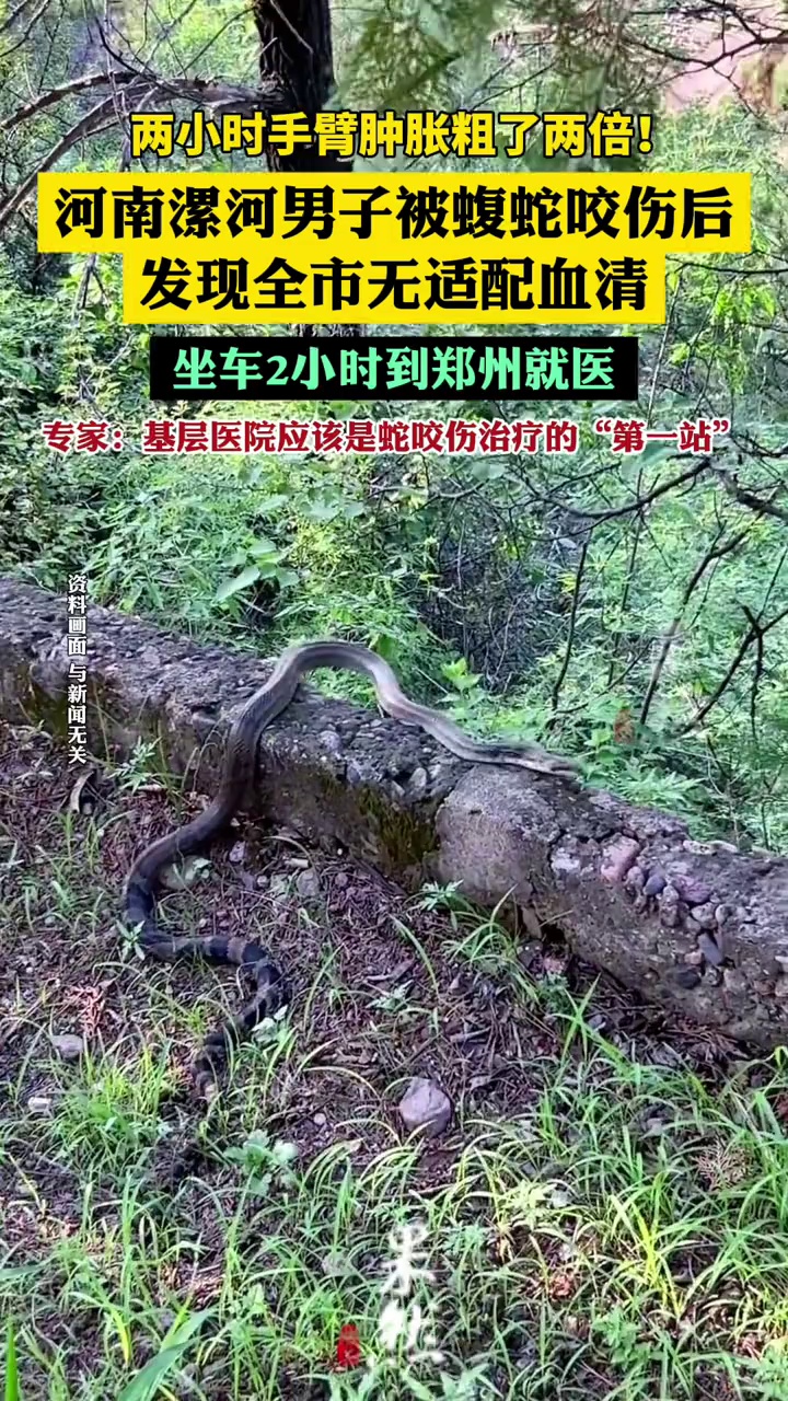 男子被蝮蛇咬伤发现全市无适配血清（大河报·豫视频）