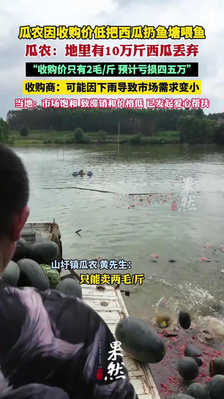 瓜农因收购价低把西瓜扔鱼塘喂鱼或烂地里 当地：已发起爱心帮扶 （新京报）