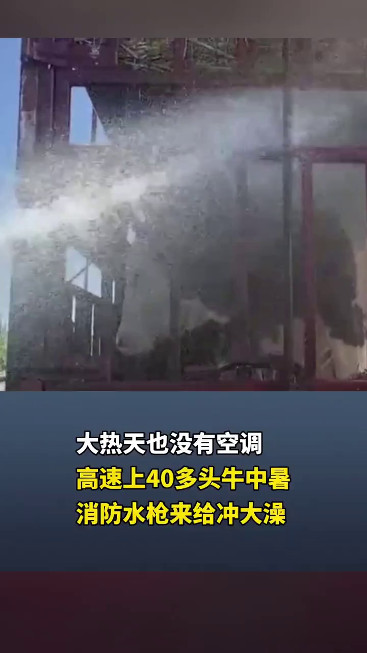 大货司机在服务区打119，40多头牛中暑了救一救，消防水枪冲大澡救牛命