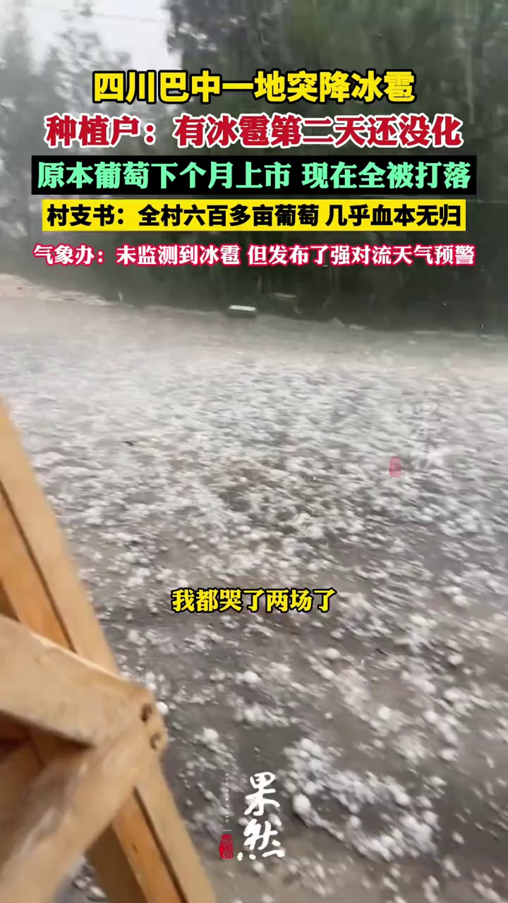 四川巴中一地突降冰雹，种植户：有冰雹第二天还没化，原本葡萄下个月上市，现在全被打落（九派新闻）