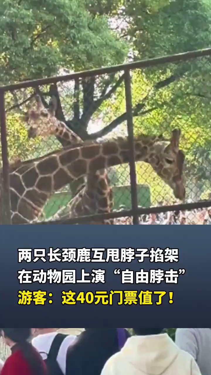 两只长颈鹿互甩脖子掐架，在动物园上演“自由脖击”，游客：这40元门票值了！