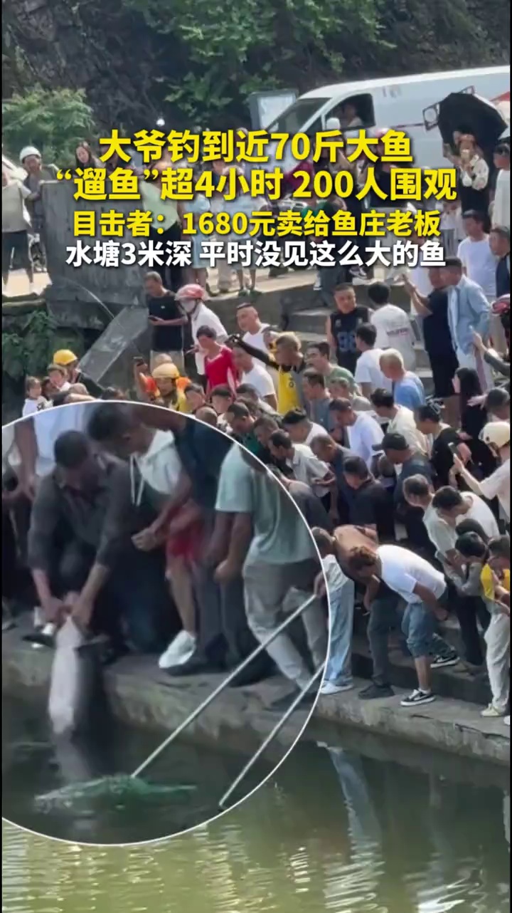 大爷钓到近70斤大鱼，“遛鱼”超4小时，200人围观，目击者：1680元卖给鱼庄老板了