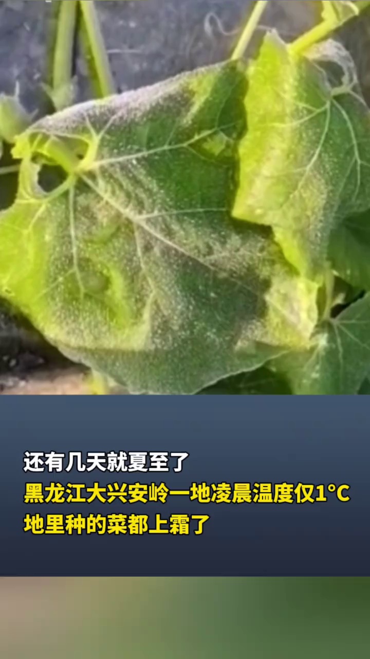 还有几天就夏至了，黑龙江大兴安岭一地凌晨温度仅1℃，地里种的菜都上霜了