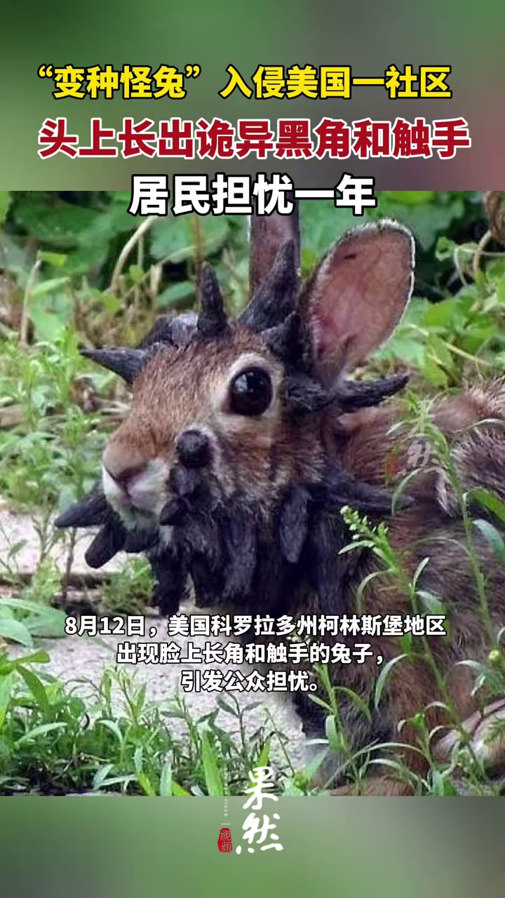 变种怪兔入侵美国一社区#：头上长出诡异黑角和触手 居民担忧一年（新京报）