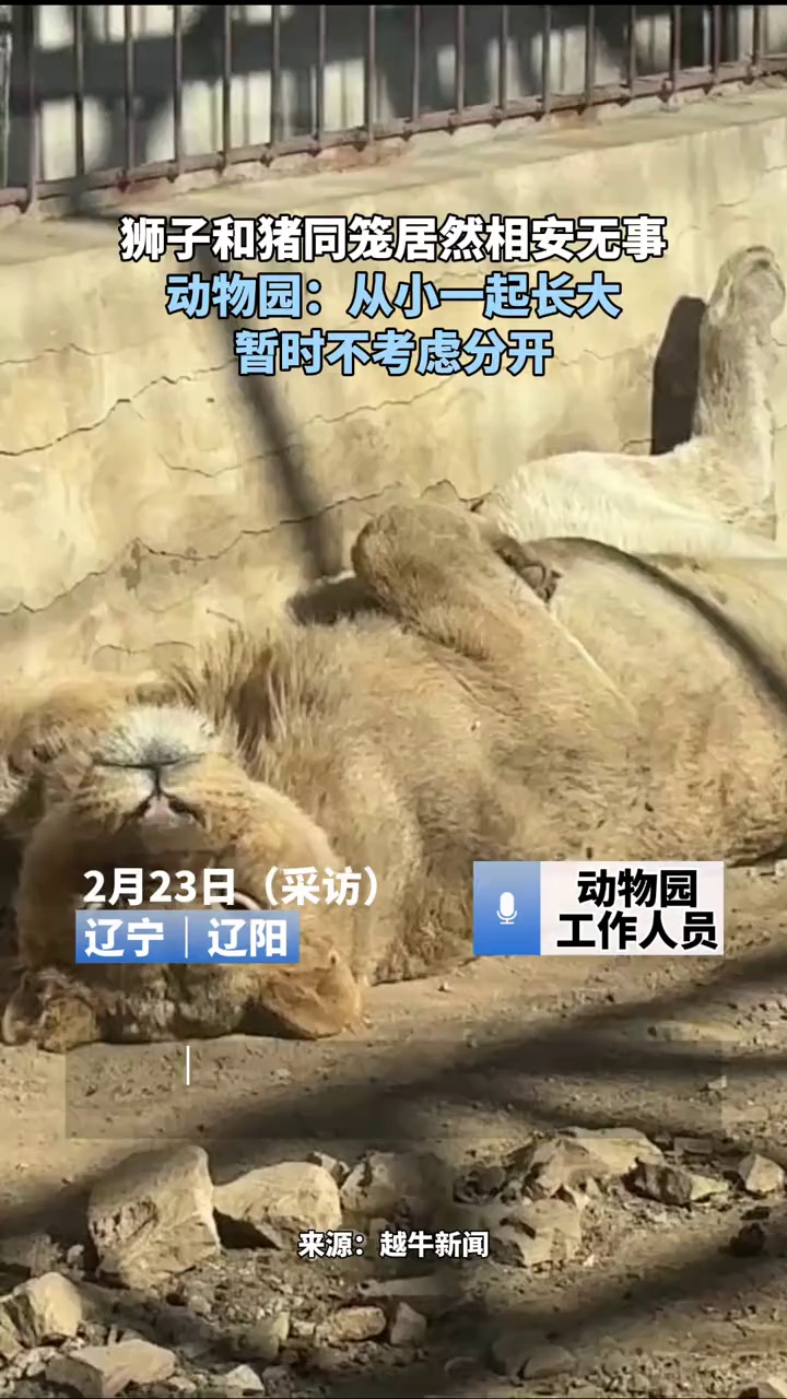 狮子和猪同笼居然相安无事？动物园：从小一起长大，暂时不考虑分开