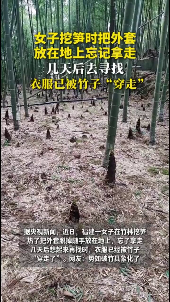 女子挖笋时把外套放在地上忘记拿走，几天后去寻找，衣服已被竹子“穿走”