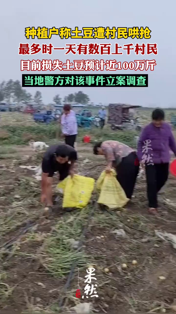 种植户称土豆遭哄抢（温州都市报）