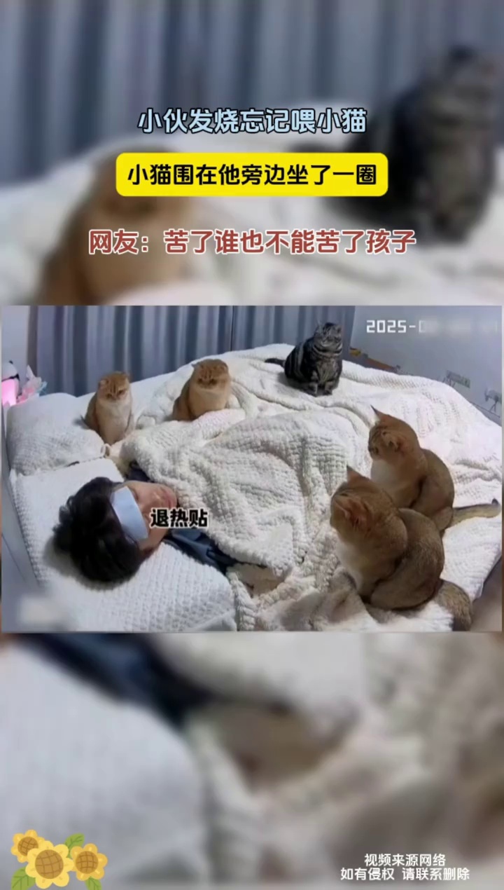 小伙发烧忘记喂小猫，小猫围在他旁边坐了一圈