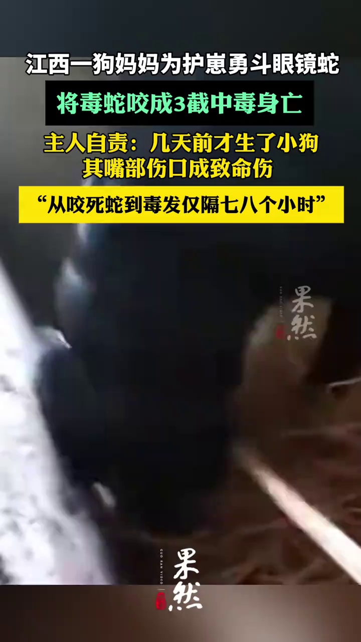 狗妈护崽将毒蛇断3截中毒不治身亡（百姓关注、搜狐千里眼）