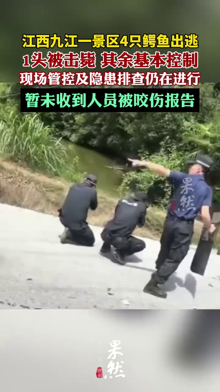 江西九江一景区4只鳄鱼出逃，1头被击毙 其余基本控制（百姓关注）