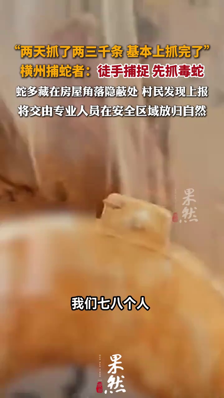 广西横州捕蛇者发声：徒手捕捉，先抓毒蛇，基本上抓完了