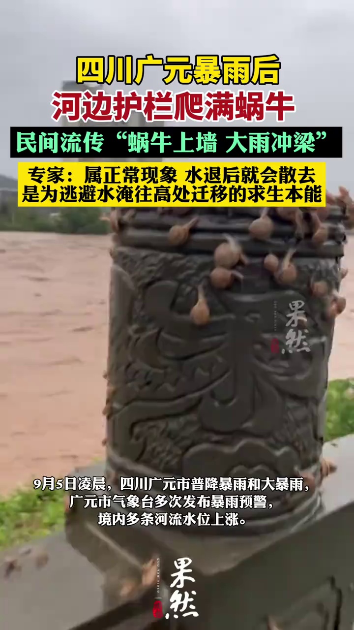 四川广元暴雨后河边护栏爬满蜗牛（极目新闻）