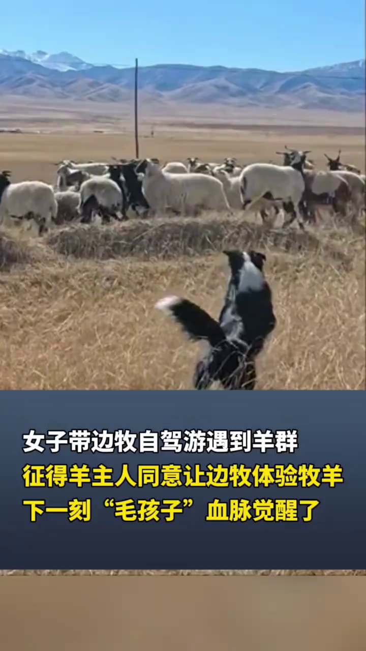 女子带边牧自驾游遇到羊群，征得羊主人同意让边牧体验牧羊，下一刻“毛孩子”血脉觉醒了