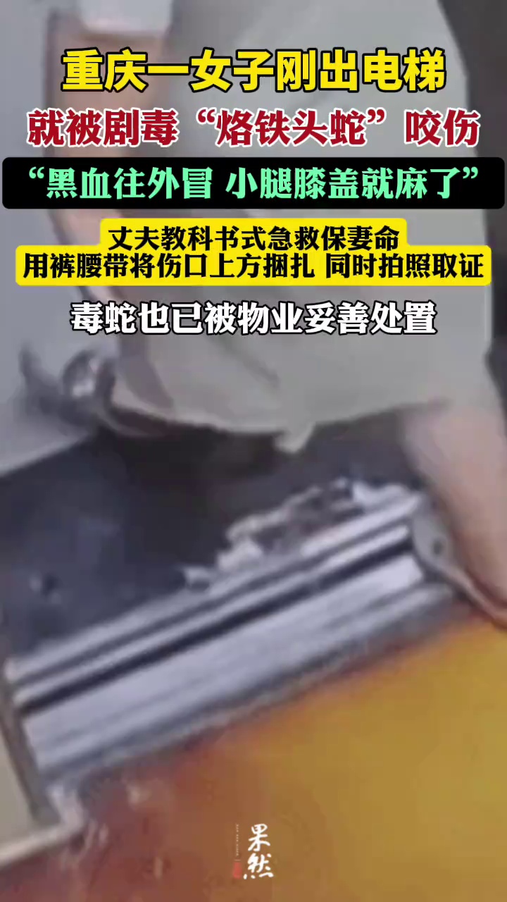 妻子刚出电梯就被剧毒“烙铁头蛇”咬伤：黑血往外冒！丈夫教科书式急救保命（极目新闻）