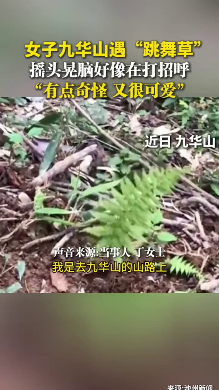 女子九华山遇“跳舞草”，摇头晃脑好像在打招呼，“有点奇怪，又很可爱”