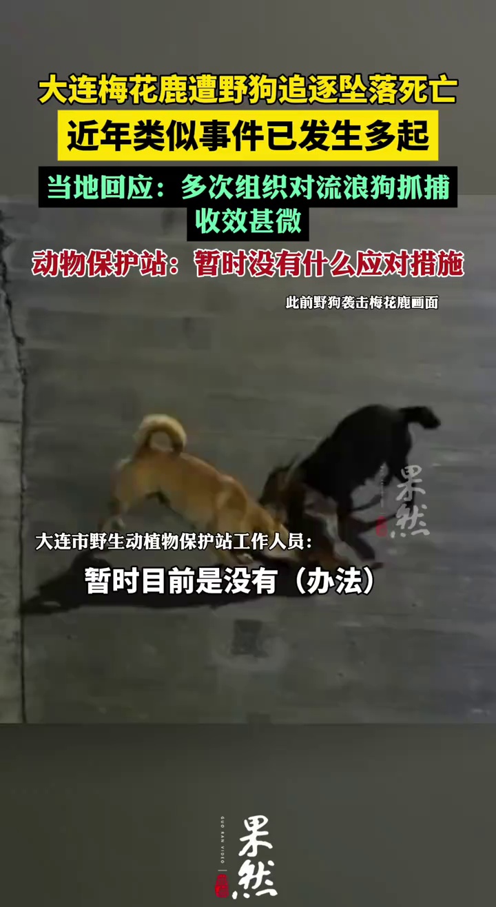 当地回应梅花鹿遭野狗追逐坠落死亡（中国新闻周刊）