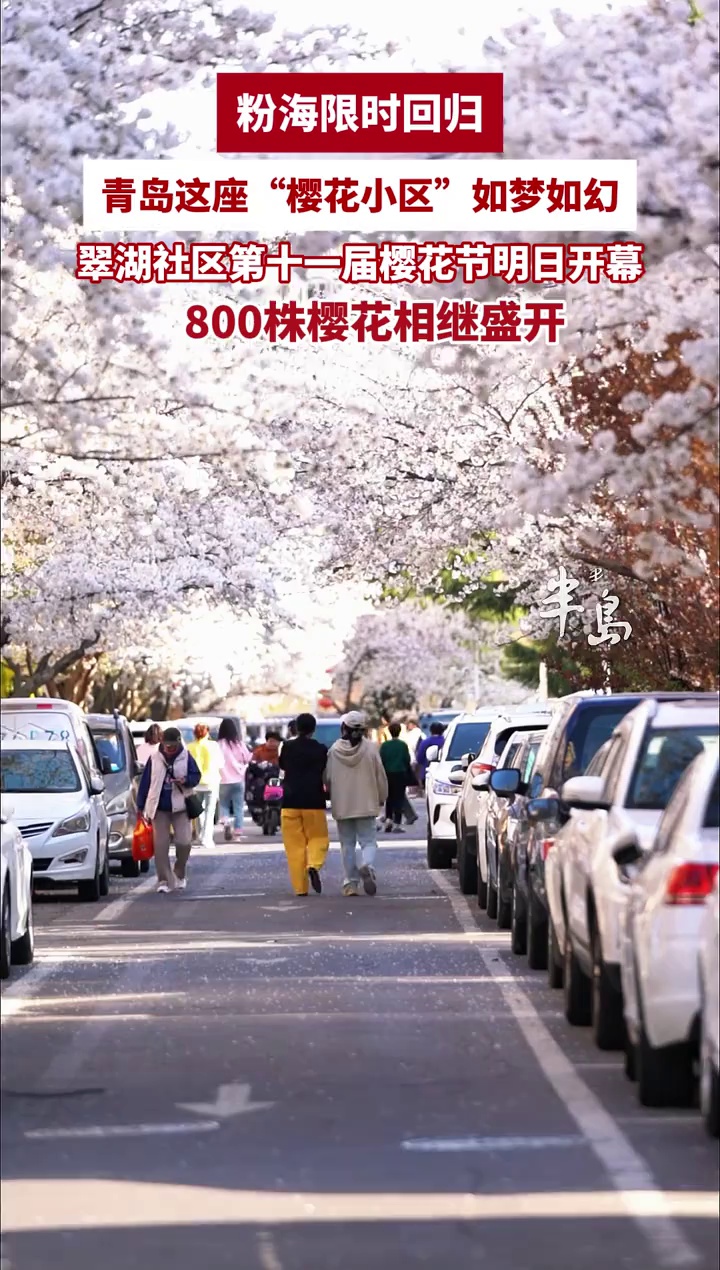 青岛赏花指南：粉海限时回归！青岛最美“樱花小区”，800株樱花盛放迎客