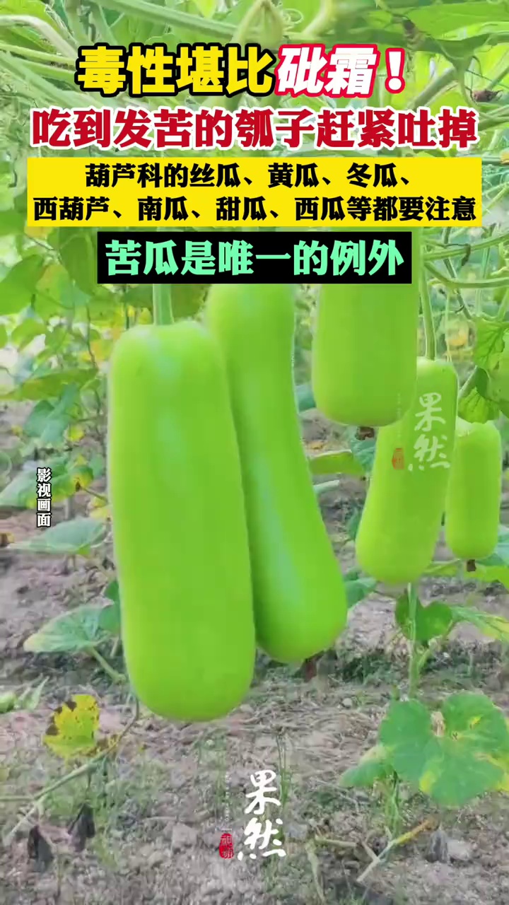 毒性堪比砒霜！一种正大量上市的瓜，一旦发苦赶紧吐掉（人民日报）