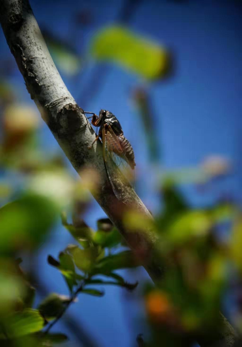 树上有一只知了在声声鸣唱着秋天