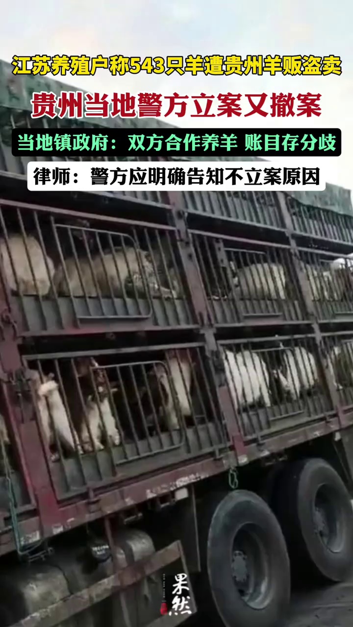 养殖户称543只羊遭羊贩盗卖，贵州当地警方立案又撤案，律师：警方应明确告知不予受理原因（新黄河）