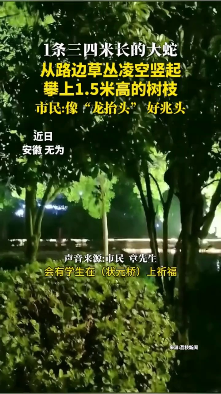 安徽无为状元桥旁，1条三四米长的大蛇，从路边草丛凌空竖起，攀上1.5米高的树枝，持续好长时间