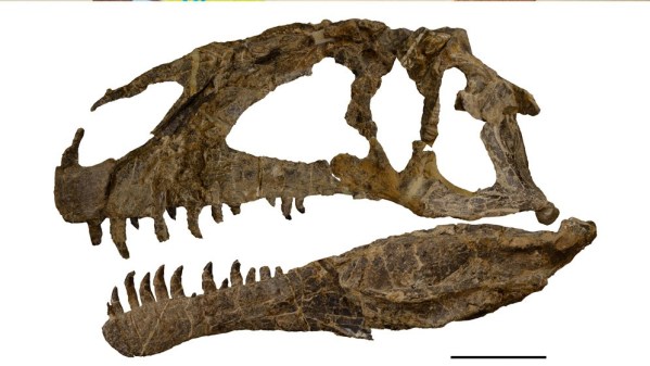 对于阿斯法托猎龙的研究表明异特龙类与巨齿龙类(斑龙类)有着共同的