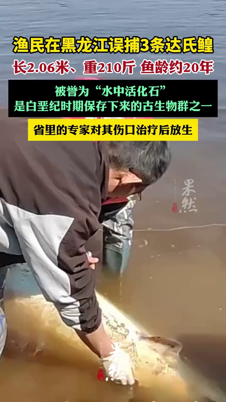有渔民在黑龙江误捕达氏鳇（极目新闻）