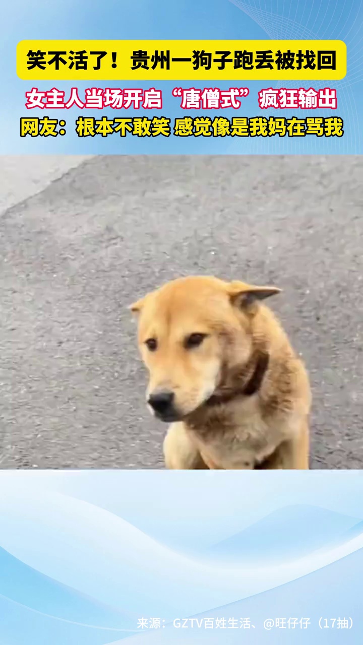 贵州一狗子跑丢被找回，女主人当场开启“唐僧式”疯狂输出，网友：根本不敢笑，感觉像是我妈在骂我