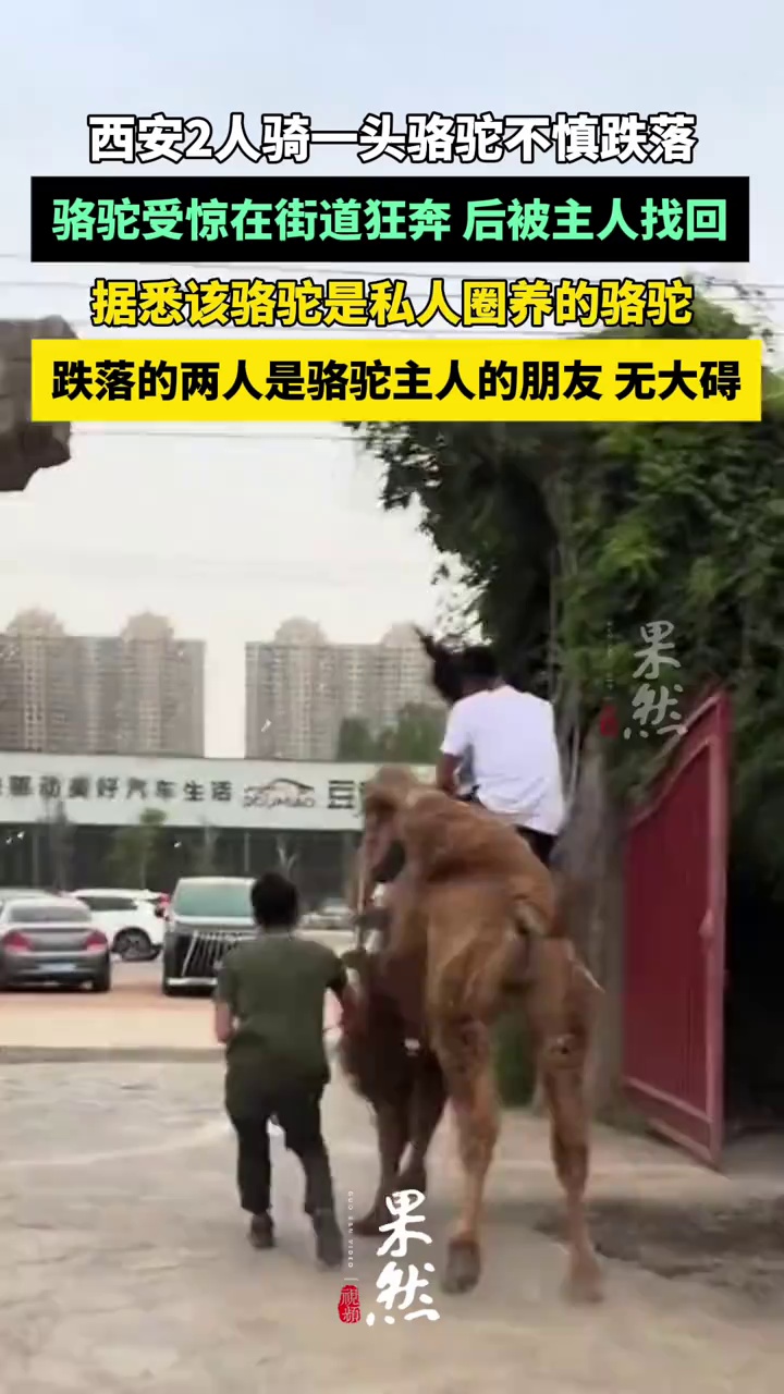 西安2人骑一头骆驼不慎跌落：骆驼受惊在街道狂奔 两人受皮外伤（新京报）