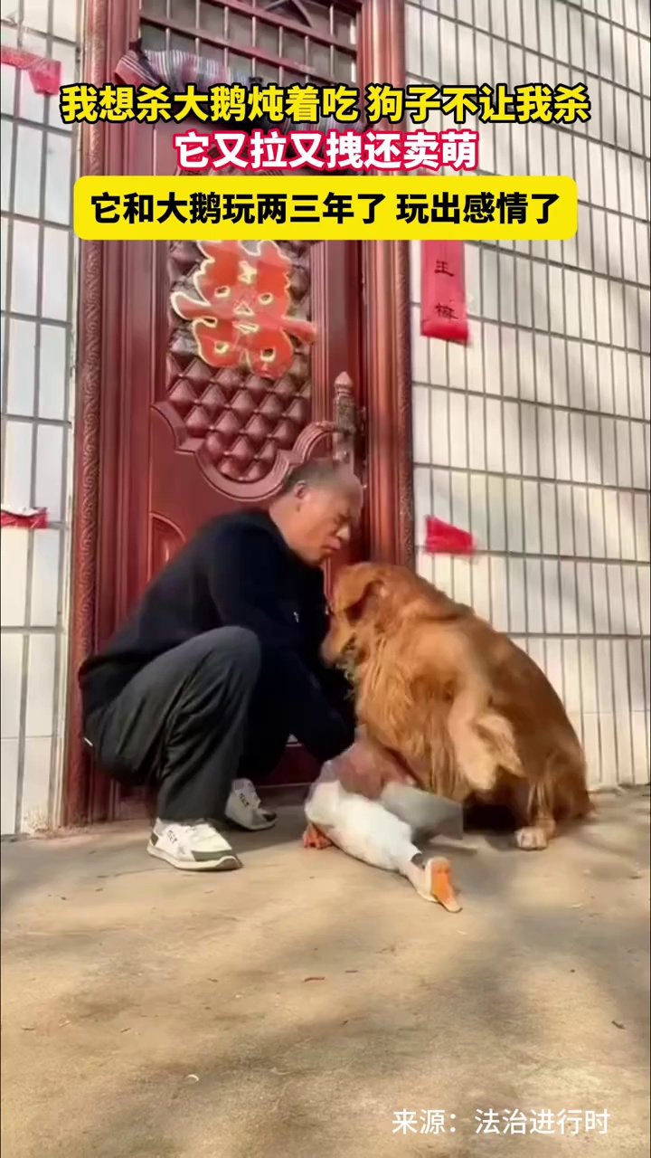 男子：我想杀大鹅炖着吃，狗子不让我杀，它和大鹅玩两三年了，玩出感情了