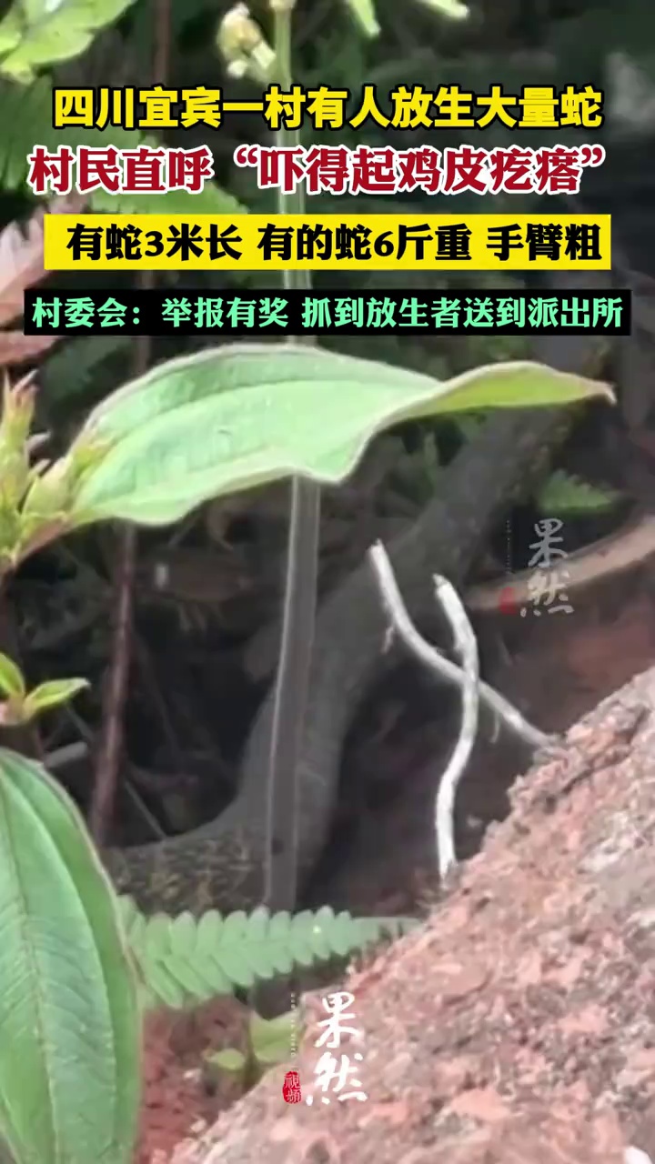 四川宜宾一村有人放生大量蛇，吓坏村民