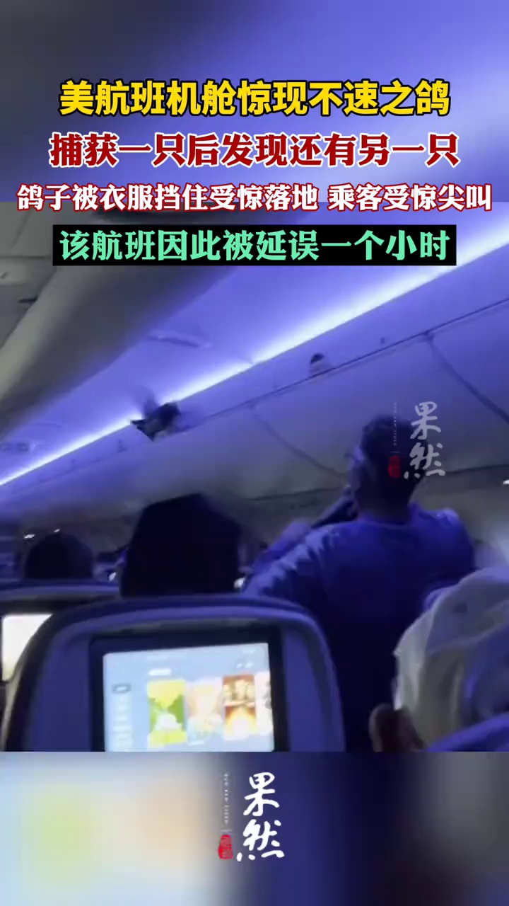 美航班机舱惊现不速之鸽（CCTV国际时讯）