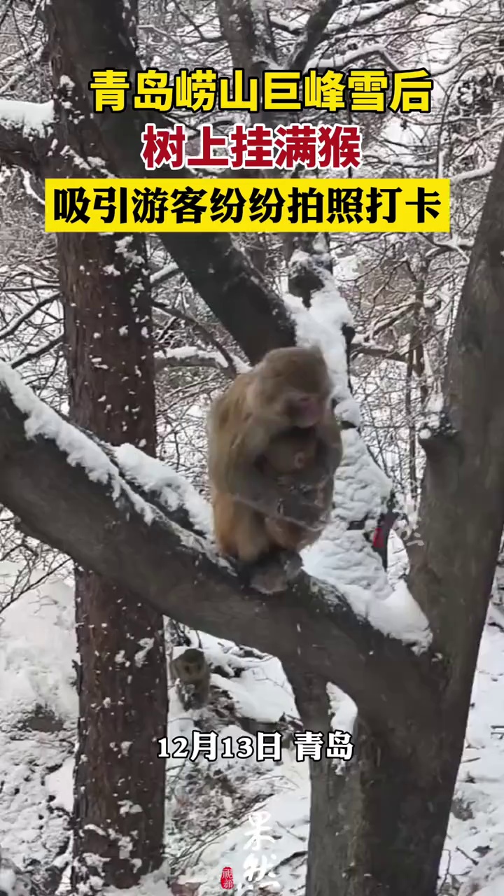 （原创）青岛崂山巨峰雪后树上挂满猴
