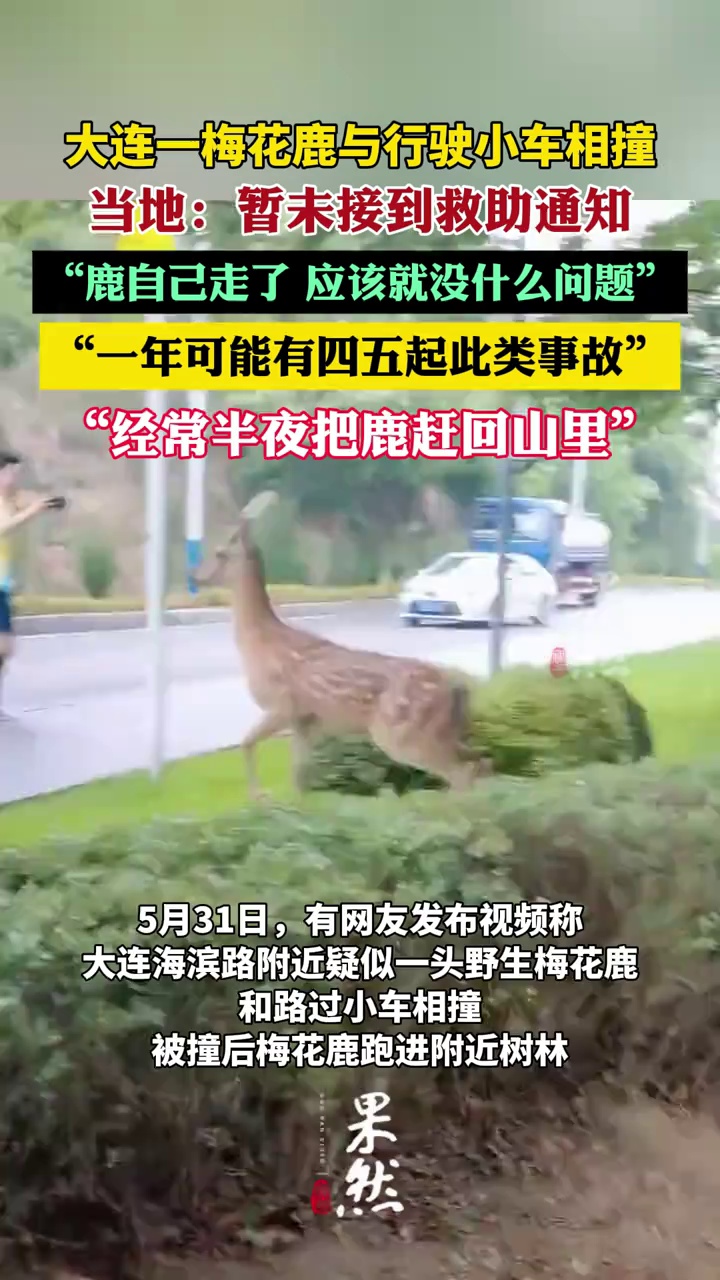 大连一梅花鹿与行驶小车相撞（九派新闻）